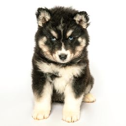 Merry - Black male Siberian Husky puppy in Meadow Vista, California from Thistle Hill Canine