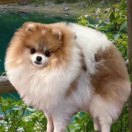 Copper - Pomeranian