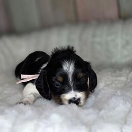 Pink - Piebald female Dachshund puppy in Salado, Texas from DK's Dream Doxies
