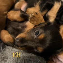 Dachshund Puppies from GretaLo Dachshunds