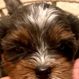 Cavapoos from Stephanie’s House of Poos