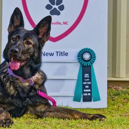 German Shepherds from Blumenhaus German Shepherd Dogs