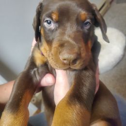Doberman Pinscher Puppies from Stand Alone European Dobermans