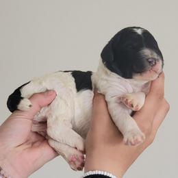 Lavender collar - Parti female Poodle puppy in Shelby, Alabama from New Life Family Farm