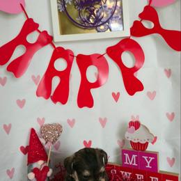 Terry - Liver male Miniature Schnauzer puppy in Hyattsville, Maryland from Amaya Lara Schnauzers