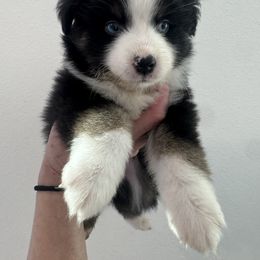 Girl 2 - Black tri female Miniature Australian Shepherd puppy in Santa Clarita, California from Scv minis