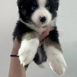 Girl 2 - Black tri female Miniature Australian Shepherd puppy in Santa Clarita, California from Scv minis