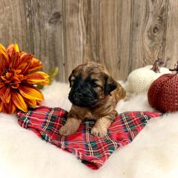 Holly - Wheaten female Whoodle puppy in Merritt, Michigan from Genesis Family Farm