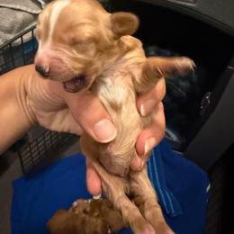 Girl 2 - Piebald female Dachshund puppy in Camden, North Carolina from 50 shades of dachshund