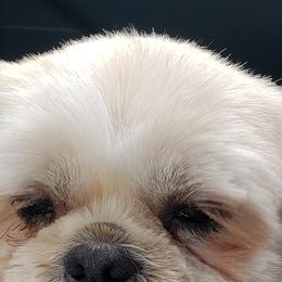 ABBY - Shih Tzu