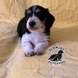 Tootles - Piebald male Dachshund puppy in Ramona, Oklahoma from Schmitt Dachshunds