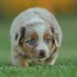 BonBon - Red merle female Miniature Australian Shepherd puppy in Hartman, Arkansas from Southern Edition Aussies
