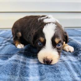 Bella - Black tri-color female Australian Shepherd puppy in Charlotte, North Carolina from Awesome Aussies