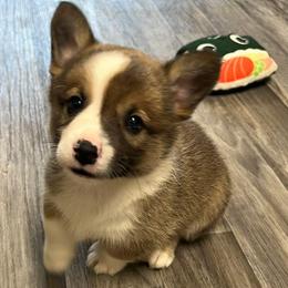 American Corgi and Pembroke Welsh Corgi Puppies from Woodwick Corgis