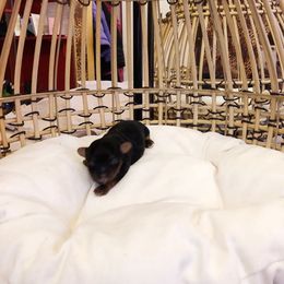 Poodle and Yorkipoo Puppies from Tuts Pups Cafe