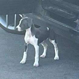 Dutchess (Girl 2) - White and blue female Italian Greyhound puppy in Brooksville, Florida from Fisher Link