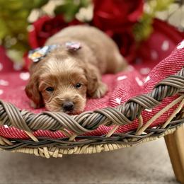Boy 2 - Caramel male Australian Labradoodle puppy in Calhoun, Louisiana from Arrowhead Australian Labradoodles