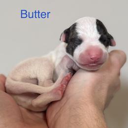 Butter - White male Whippet puppy in Kentucky from Wildbriar Whippets
