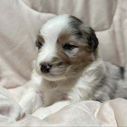 Notch - Blue merle male Australian Shepherd puppy in West Virginia from Mountain Trail Aussies
