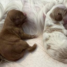 Cavalier King Charles Spaniel puppies from Precious Pooches Cavalier King Charles Spaniels