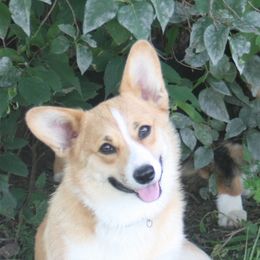 Pembroke Welsh Corgis from Early Paw Prints