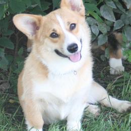 Pembroke Welsh Corgis from Early Paw Prints
