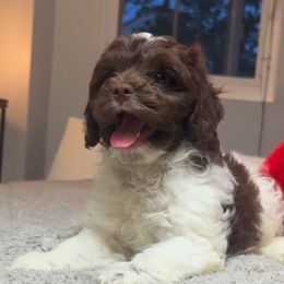 Nino - Brown and white male Cockapoo puppy in Queens, New York from The 2 Musketeers_Cockapoos