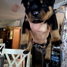 Rottweiler Puppies from Rottbies