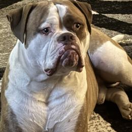 American Bulldogs from Havicans American Bulldogs