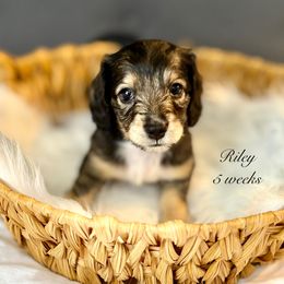 Riley - Cream female Dachshund puppy in Ormond Beach, Florida from Meadow Ridge Dachshunds