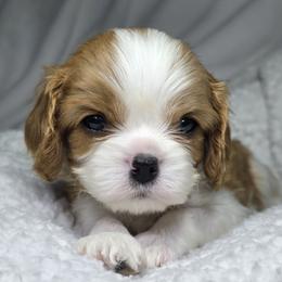 Cavalier King Charles Spaniel puppies from Graceful Acres