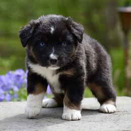 Miniature American Shepherds from Cedar Moon
