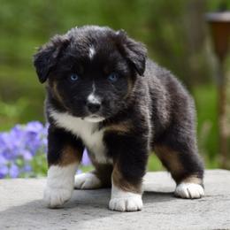 Miniature American Shepherds from Cedar Moon