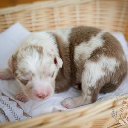 Chai - Red merle male Miniature Australian Shepherd puppy in Hearne, Texas from Wigglebutts Unlimited