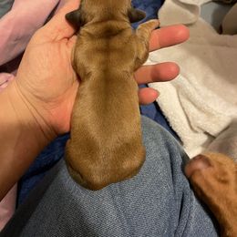 Girl 3 - Dachshund puppy in Monroe, Iowa from Shelly Jo’s Dachshunds
