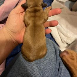 Girl 3 - Dachshund puppy in Monroe, Iowa from Shelly Jo’s Dachshunds