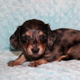 Judd 3500 - Dapple male Dachshund puppy in Coldwater, Mississippi from Mississippi Shorties Miniature Dachshunds