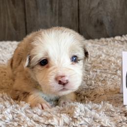 Girl 2 - Red merle female Border Collie puppy in Shawnee, Oklahoma from Cross K Working Collies - Pure Bred Border Collies