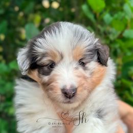 Fern - Blue merle white and tan female Shetland Sheepdog puppy in Windsor, Colorado from Shirehill Shelties