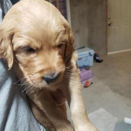 Red boy - Golden male Golden Retriever puppy in Merino, Colorado from High Plains Goldens