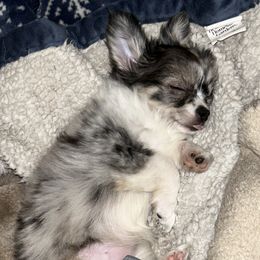 Chihuahuas from Tiddlewink Chi's