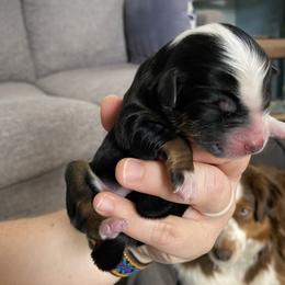 Chitiraya - Black tri female Miniature Australian Shepherd puppy in Gunnison, Colorado from McMillan Aussies
