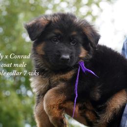 Purple collar m Dolly and Conrad litter - Black and red male German Shepherd puppy in Chrisney, Indiana from Indiana German Shepherds