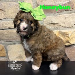Honeybun - Sable female Bernedoodle puppy in Heyworth, Illinois from Cobble Creek Puppies
