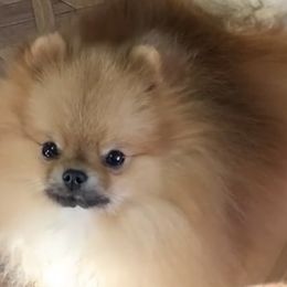 Pomeranians and Yorkshire Terriers from Alex Saucedo's Pomeranians and Yorkshire Terriers