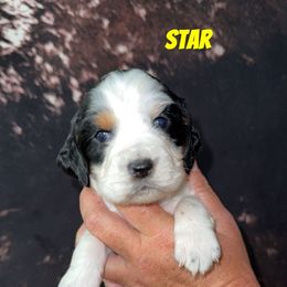 Star - Black white and tan female English Springer Spaniel puppy in Williston, Florida from Parks Paradise Springers