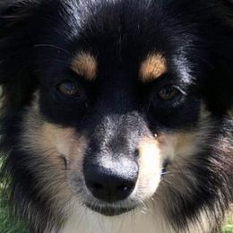 Toy Australian Shepherds from JIlly’s Aussies