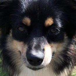 Toy Australian Shepherds from JIlly’s Aussies