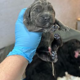 Girl 1 - Gray Newfoundland puppy in Tully, New York from Bear Paw Newfoundlands