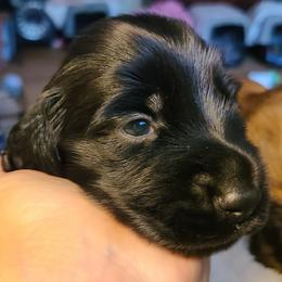 Johnny - Black male Dachshund puppy in Waynesboro, Tennessee from Owl Hollow Farm Miniature Dachshunds